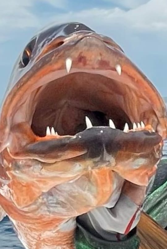 Fotos da pesca esportiva em Boca Chica no Panam